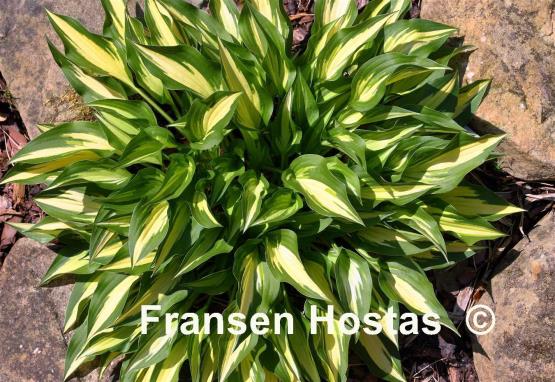 Hosta Surprised by Joy